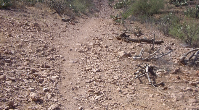 Trail leading from scenic dr to saguaro national park