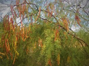 Mesquite tree full of pods